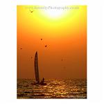 Catamaran sailing at sunset, surrounded by seagulls. Goa, India.